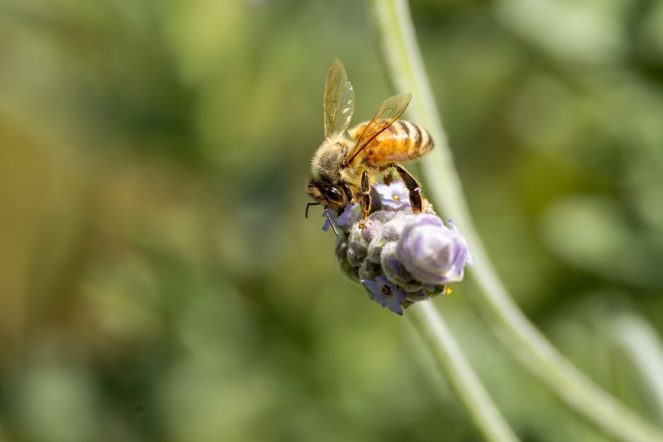 Picture of honeybee in nature
