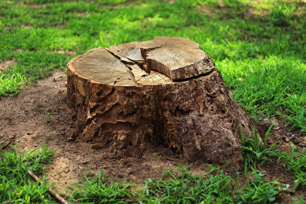 Tree stump on grassy ground. Brown with cracks in the top, surrounded by green grass.