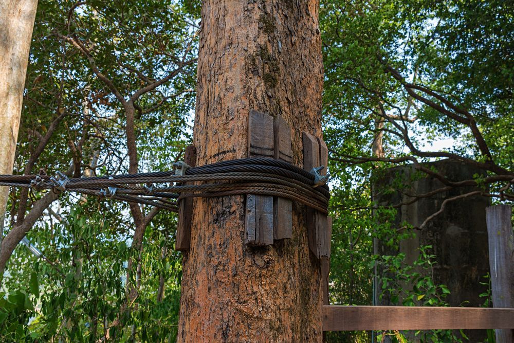 Tree trunk with metal cable and wooden blocks securing it.