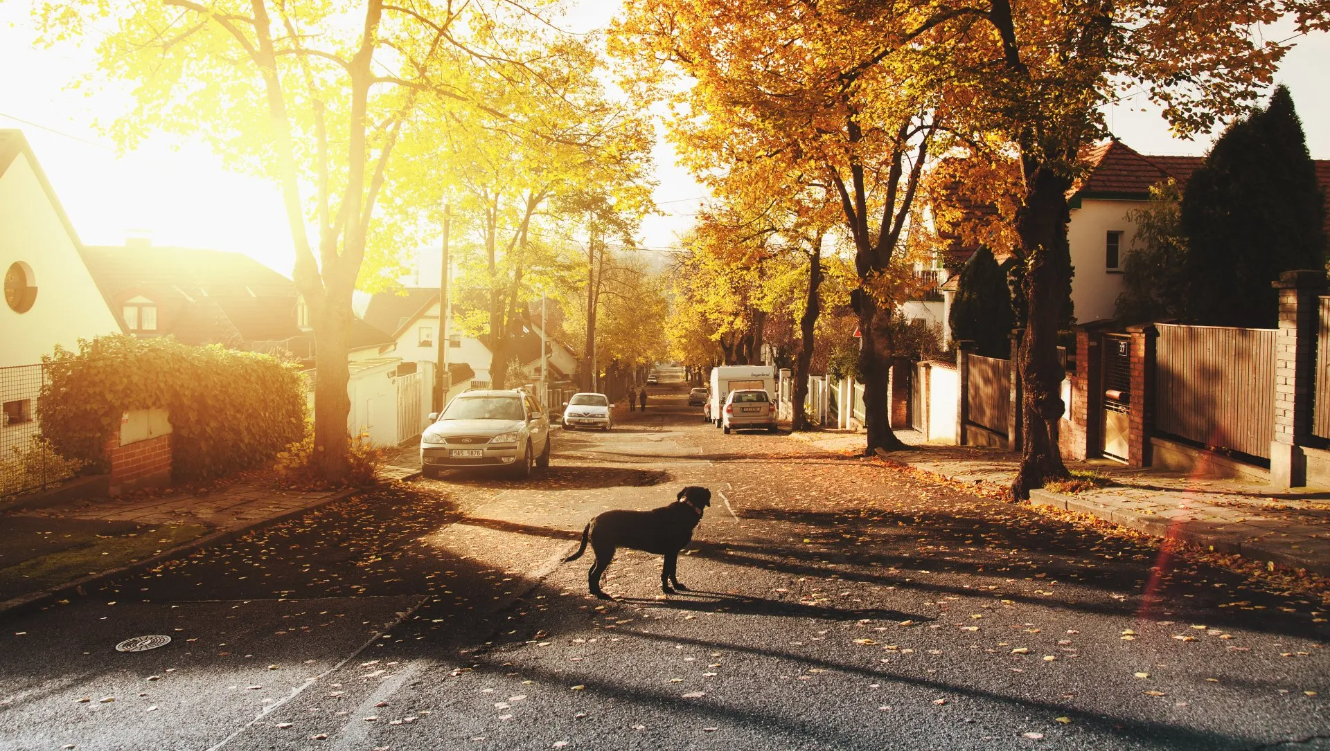 Animal Attack Attorney in Irvine