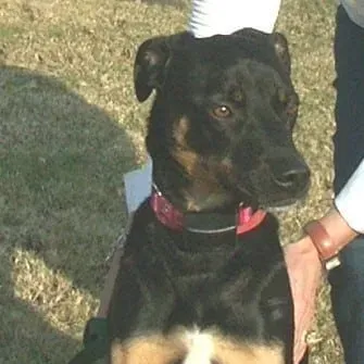 Black and tan dog with a red collar, sitting on grass, looking at the viewer.