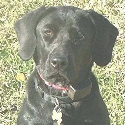 Black dog wearing a collar, sitting in grass, looking forward with a slight frown.