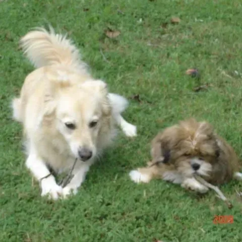 Two dogs on grass; one light-golden, one brown, both lying down, possibly playing with a stick.