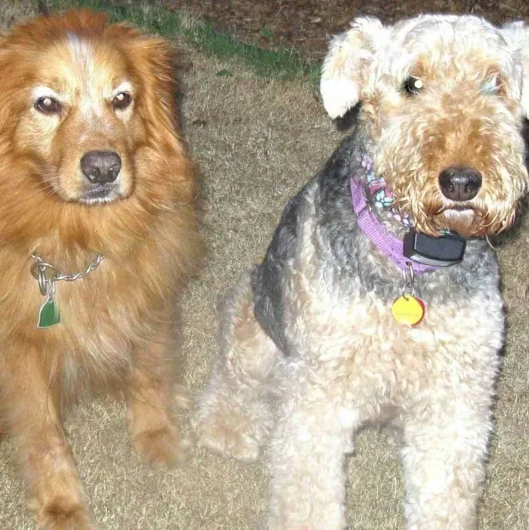 Two dogs: one golden-brown, the other gray and tan. Both wear collars and look towards the camera.