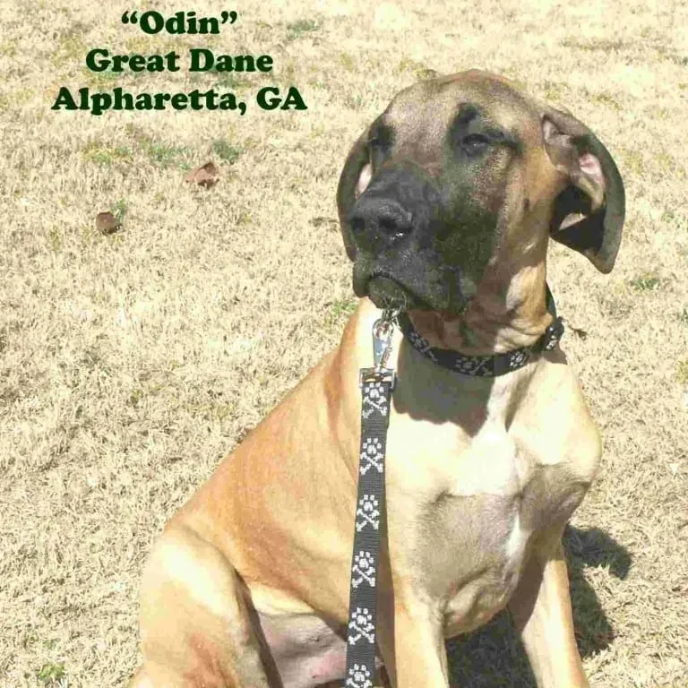 Tan Great Dane named Odin, wearing a collar and leash, sitting in Alpharetta, GA, grass.