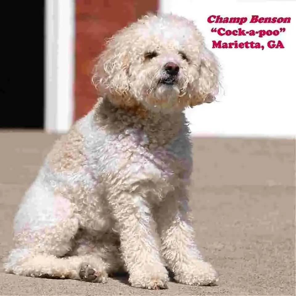 Cream and white Cockapoo dog named Champ Benson sitting outside in Marietta, GA.