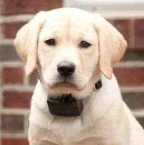 Yellow Labrador puppy wearing a black collar; brick background.