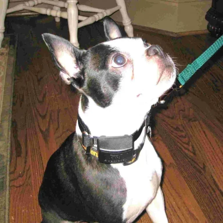 Boston Terrier dog looking up, wearing a black and yellow collar, wooden floor background.