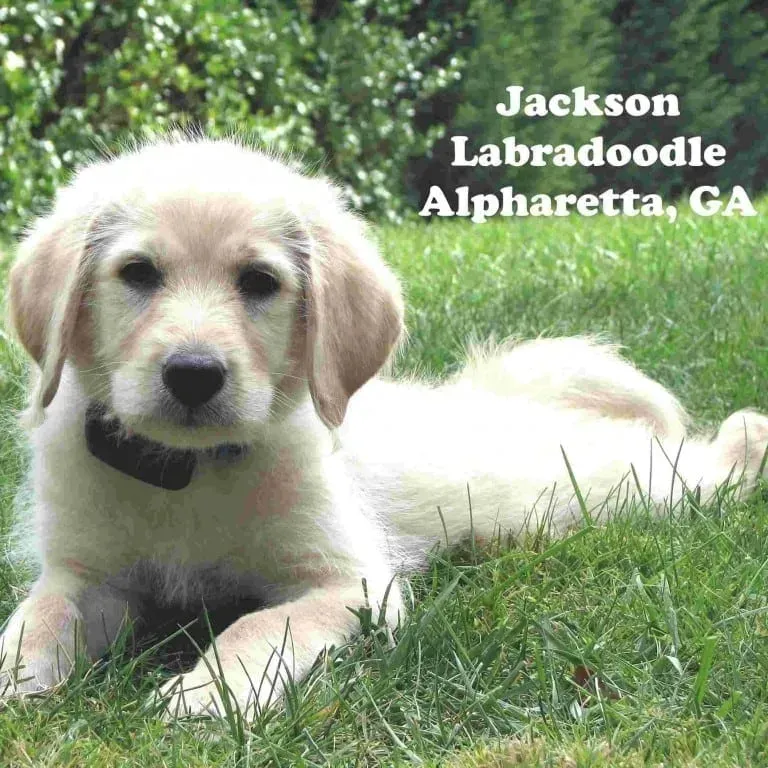 Golden Labradoodle puppy, Jackson, in grass, Alpharetta, GA.