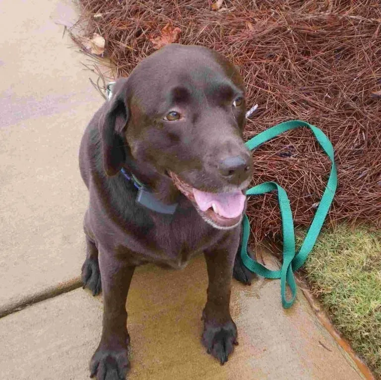 Chocolate Labrador dog sits on a sidewalk, panting with a green leash next to it.