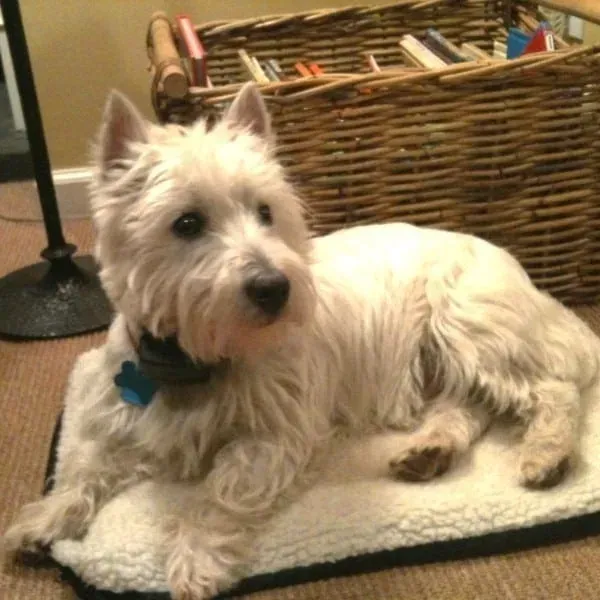 White West Highland Terrier dog lying on a cream-colored bed, looking alert with books behind.