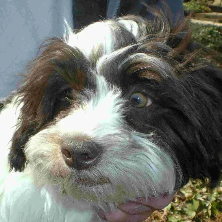 Black and white fluffy dog looking at the viewer with brown eyes.