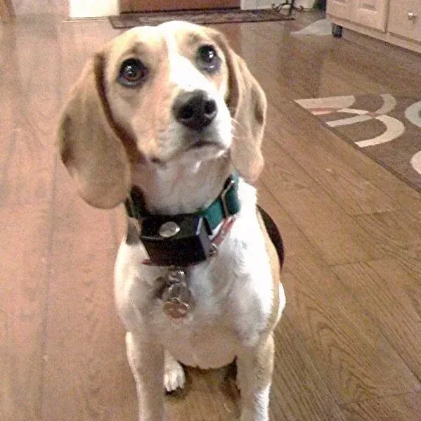 Beagle dog wearing a training collar, looking up with a hopeful expression. Tan, white, and black fur, indoor setting.