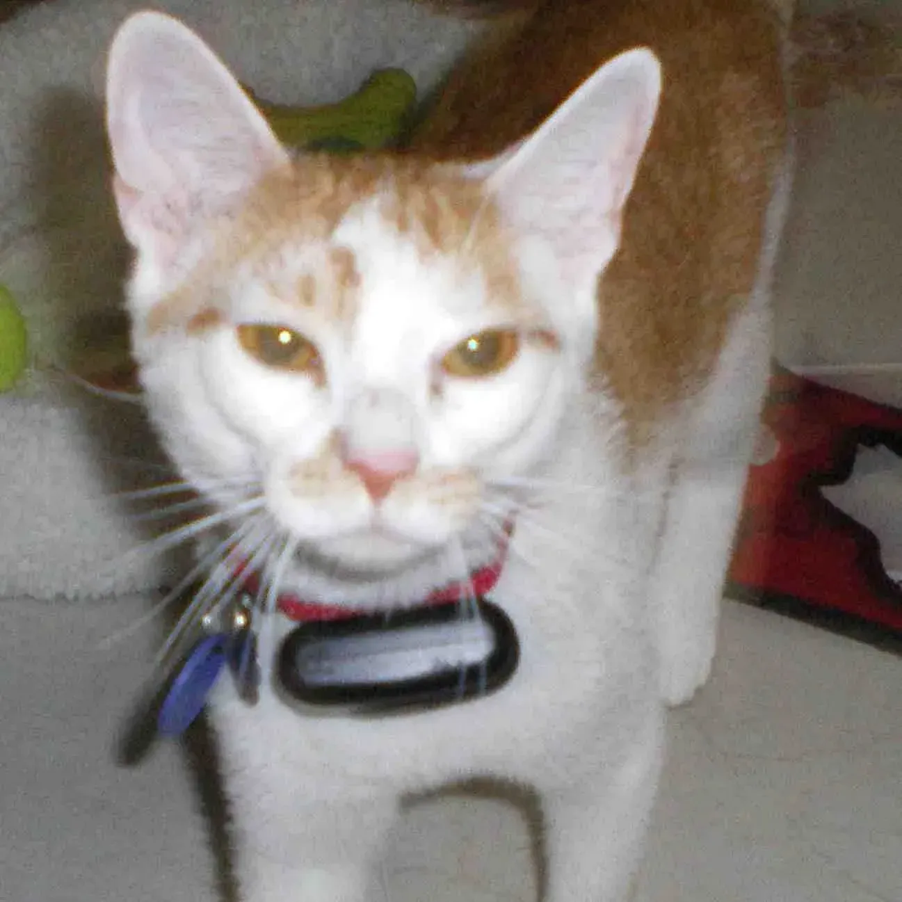 Orange and white cat wearing a collar looking directly at the camera.