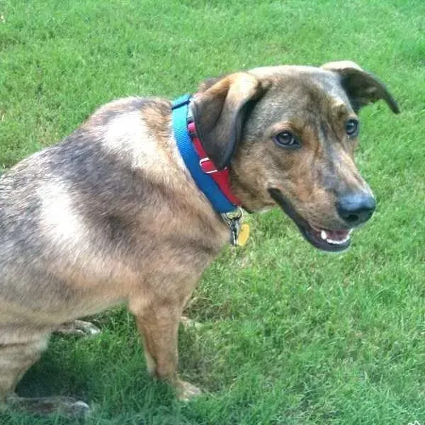 Dog with brindle coat, wearing a blue collar, on green grass.