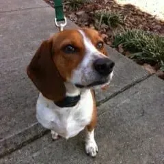 Beagle dog with brown and white markings, wearing a black collar and green leash, on a sidewalk.
