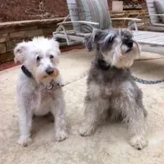Two small dogs sit on a patio. One is white, the other is gray, both have harnesses.