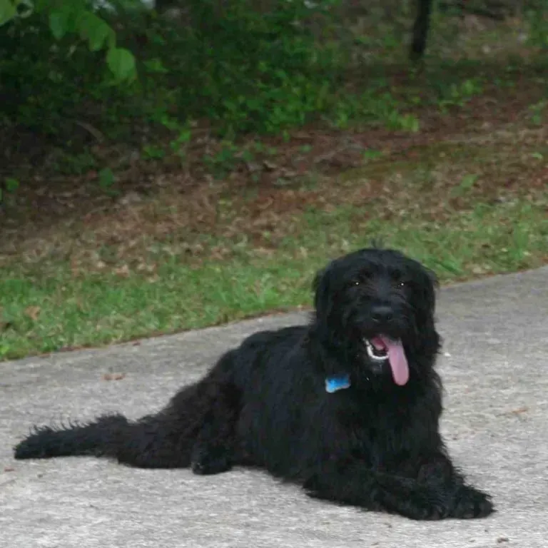 Black dog lying on concrete path with tongue out.
