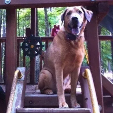 Tan dog sitting on wooden play set stairs with mouth open.