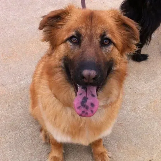 Brown dog with black muzzle and tongue, panting with a pink and black tongue extended.