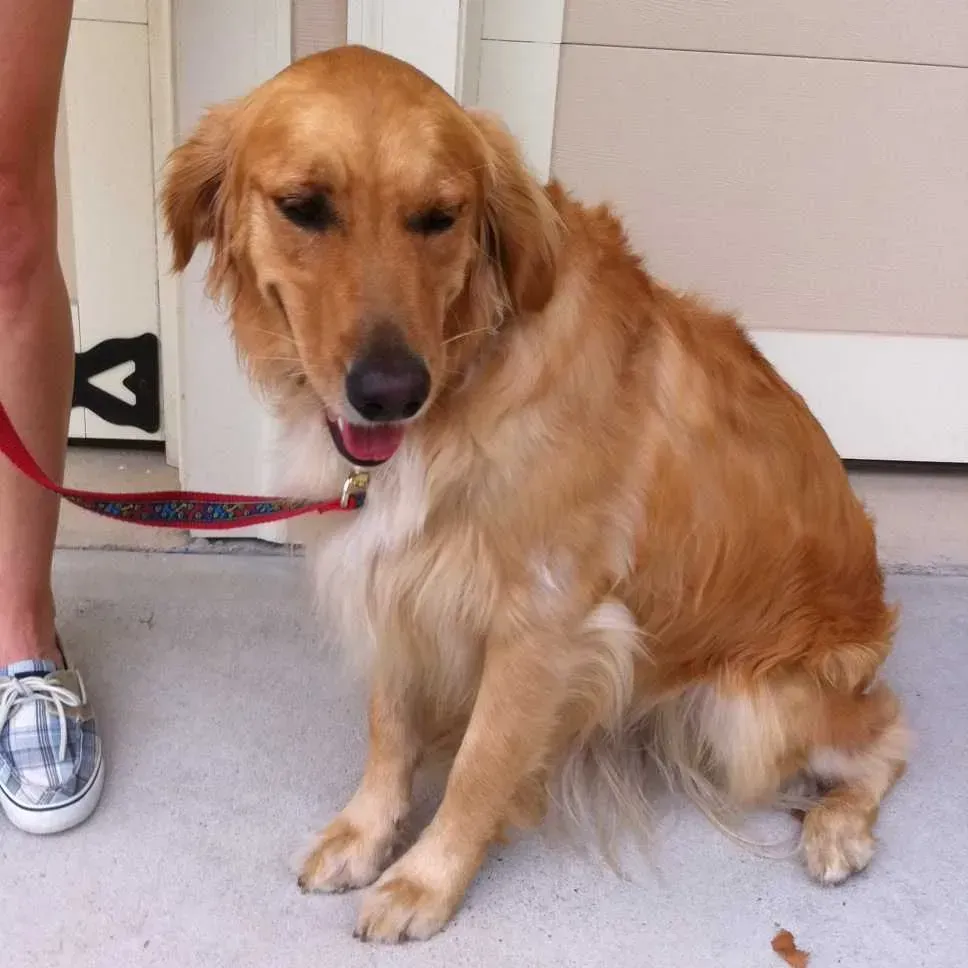 Golden retriever sits on a porch, wearing a red leash. The dog has a slight smile, and its fur is light brown.