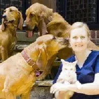 Woman in blue holding a white cat with three bloodhound dogs.