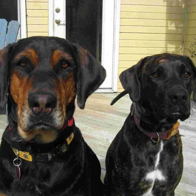 Two dogs, one black and tan, the other brindle, sit on a porch, looking at the camera.