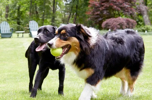 Two dogs playing on a green lawn; one black, the other tricolor with a tennis ball in its mouth.