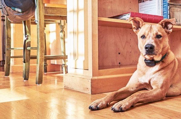 Dog laying on hardwood floor next to a bookshelf, bathed in sunlight.
