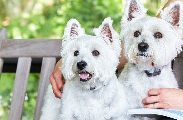 Two white West Highland Terriers sit side-by-side on a wooden bench, looking at the camera. One has its mouth open.