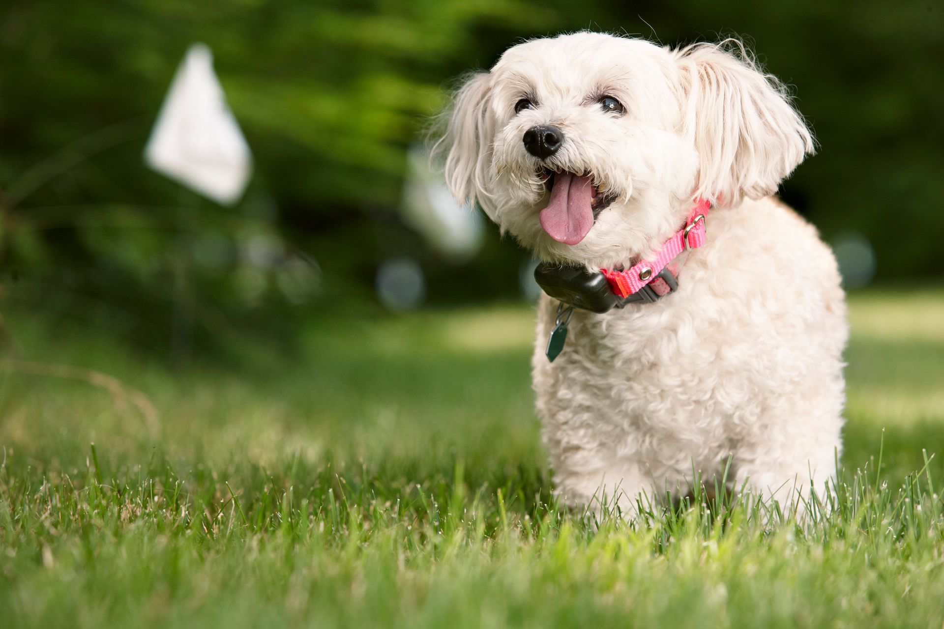 Happy, small white dog with pink collar, tongue out in a grassy yard.