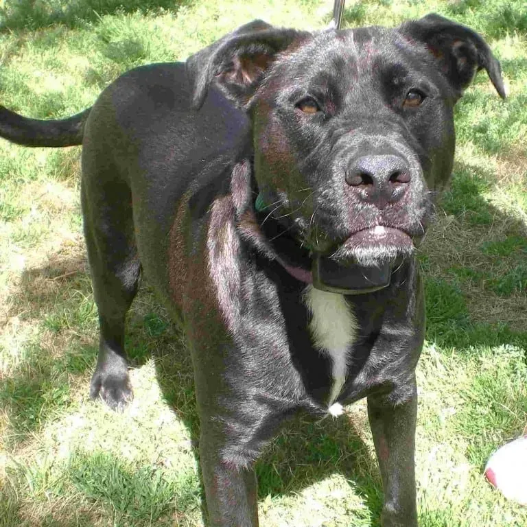 Black dog with a white chest, standing in grass, looking at the camera.