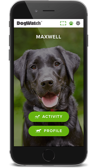DogWatch app on phone shows black lab "Maxwell" and activity/profile buttons.