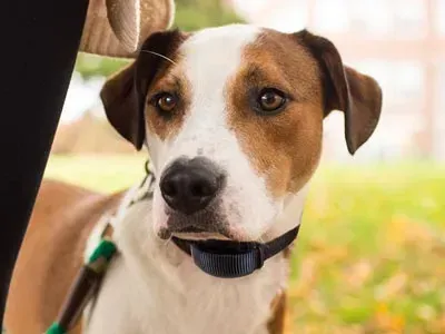 Dog with brown and white fur, wearing a black collar, looking at the camera outdoors.