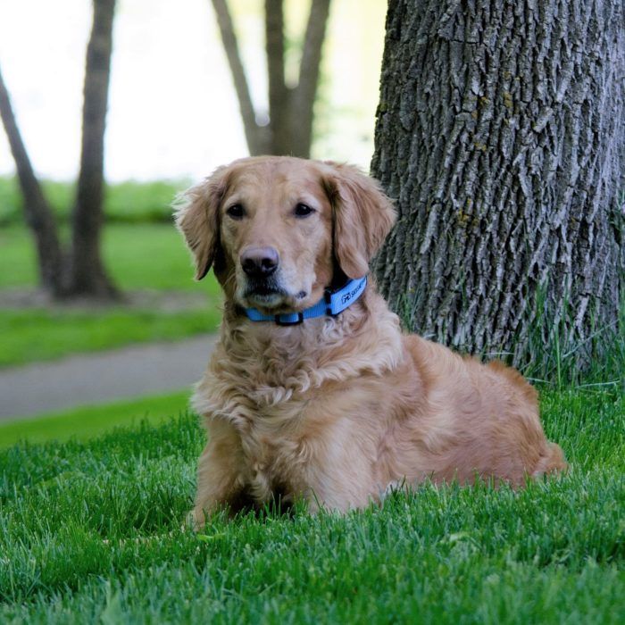 Golden retriever dog wearing a blue collar rests in green grass near a tree.