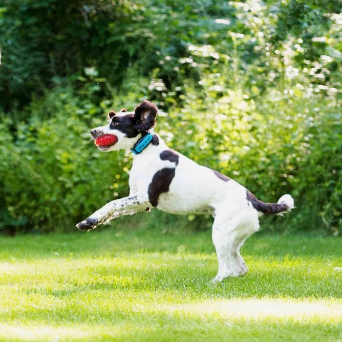 Dog leaping in the grass, mouth holding a red ball. White body with brown spots, green background.