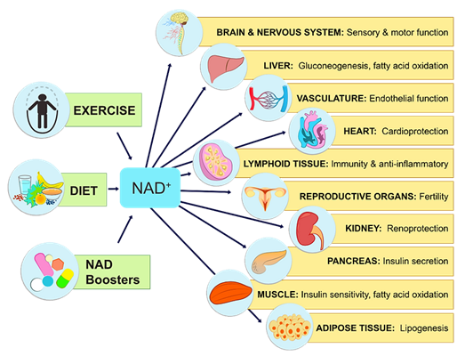 NAD+ IV Therapy Benefits — Mandeville, LA — VIP Health