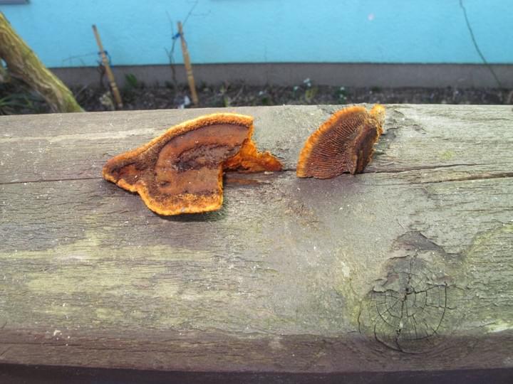 Brauner und orangefarbener Pilz wächst im Freien auf einem verwitterten Holzbalken.