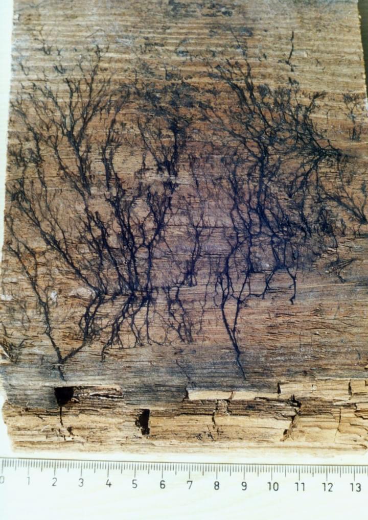 Schwarze, blitzartige Muster auf verwittertem Holz, möglicherweise Lichtenberg-Figuren aus Elektrizität.