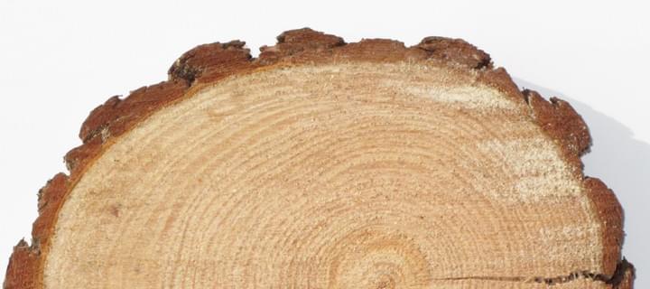 Nahaufnahme einer Holzscheibe mit sichtbaren Jahresringen und Rindenrand. Das Holz ist hellbraun, die Rinde dunkelbraun.