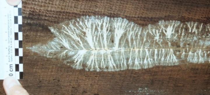 Weißes, verzweigtes Muster auf dunklem Holz, daneben ein Lineal, das von einer Hand gehalten wird.