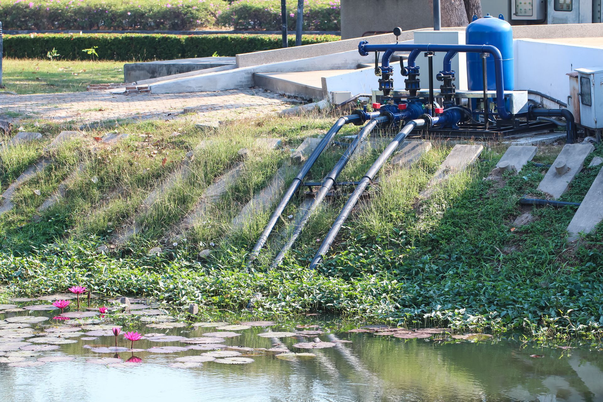 Blue irrigation pipes pump water into a pond beside a grassy bank and pink water lilies