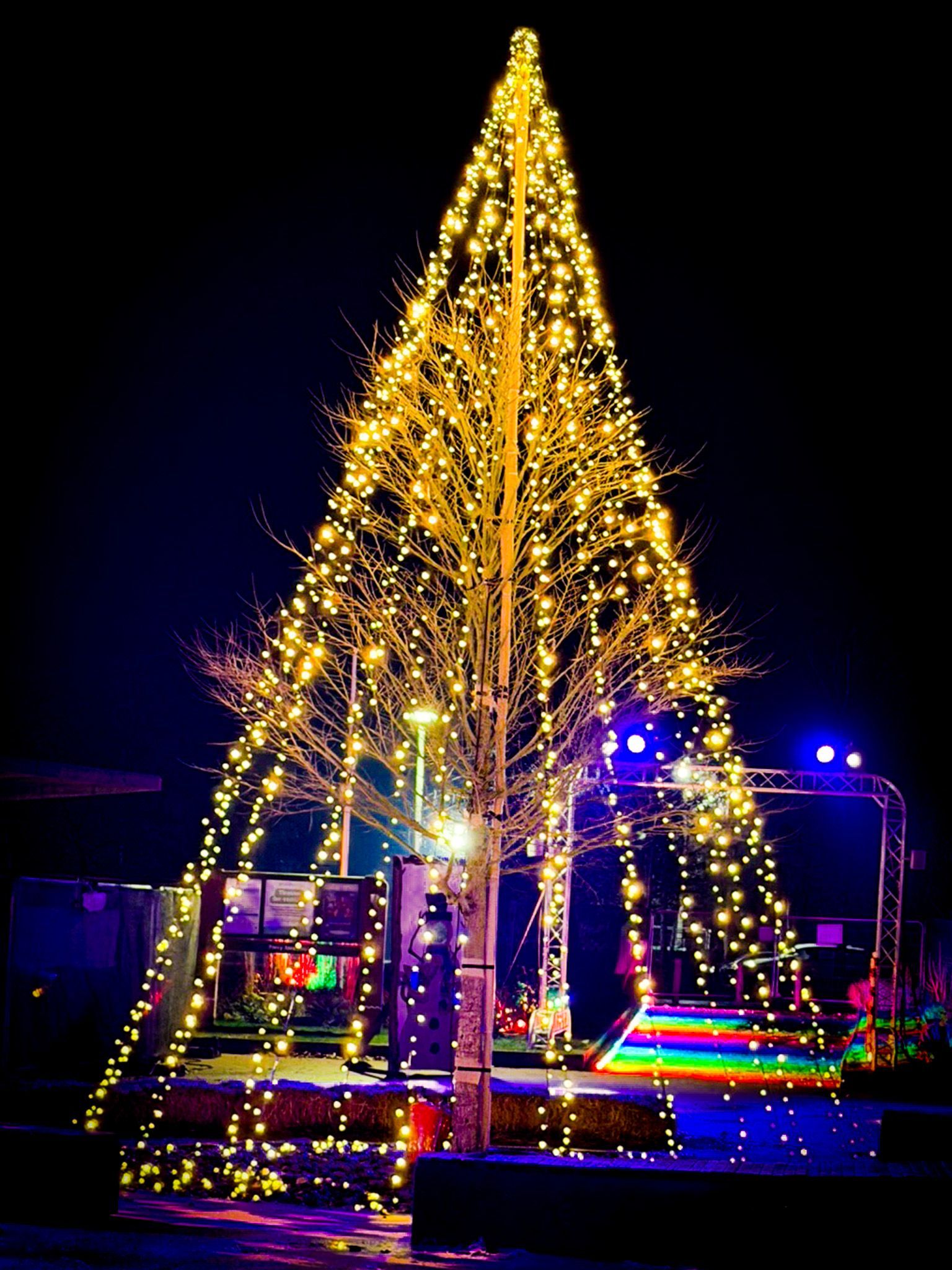 Fairy light tree for Light trail event before Christmas A chrstmas tree made with fairy light strings for light trial event