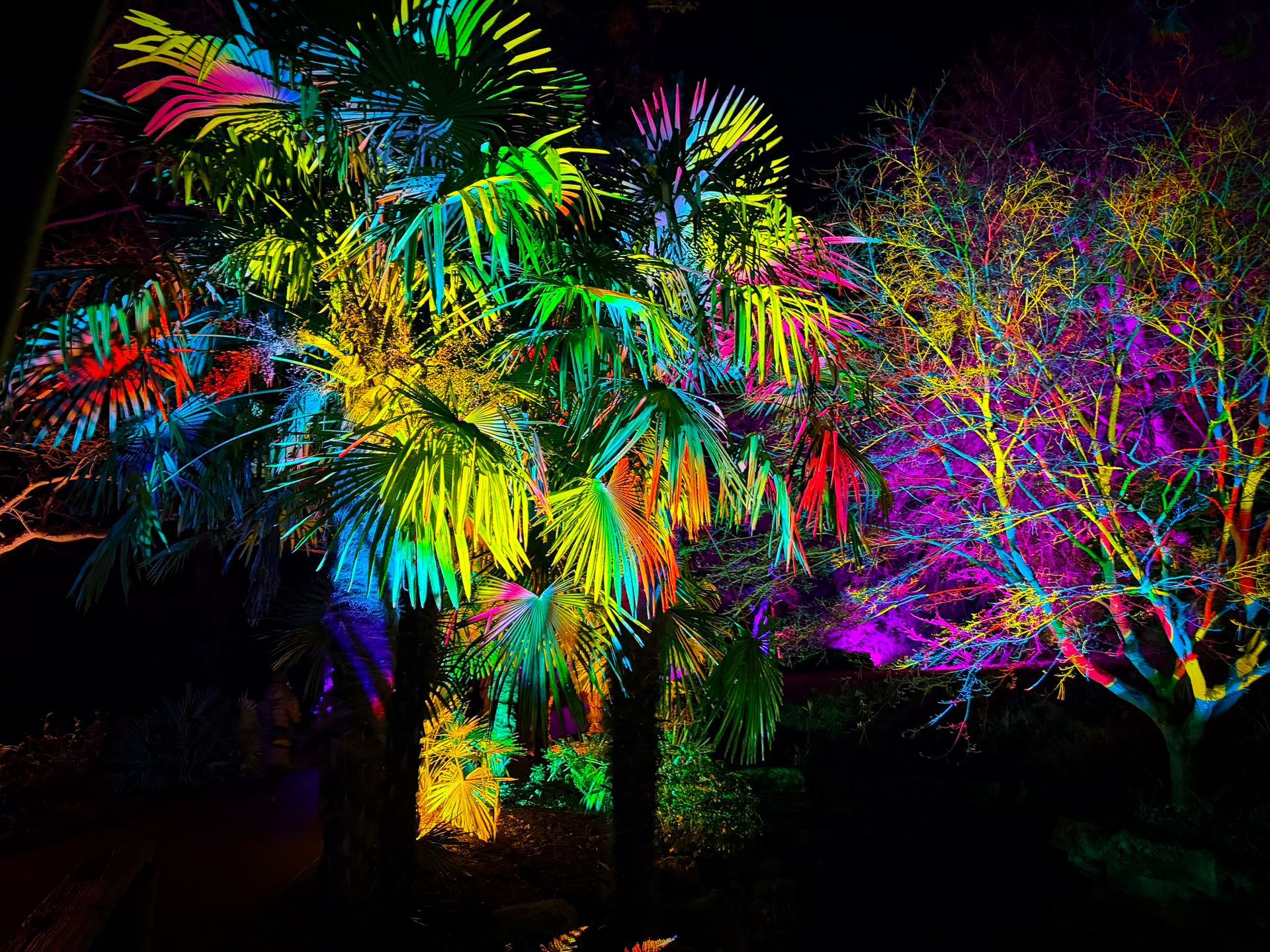 Trees lit with colourful uplighting to enhance height and visual impact at event