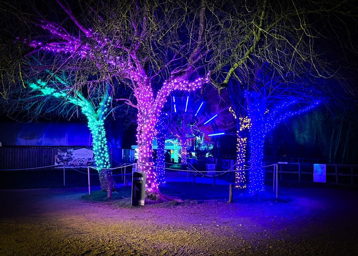Trees, pergolas, and lamp posts wrapped in white or coloured fairy lights.