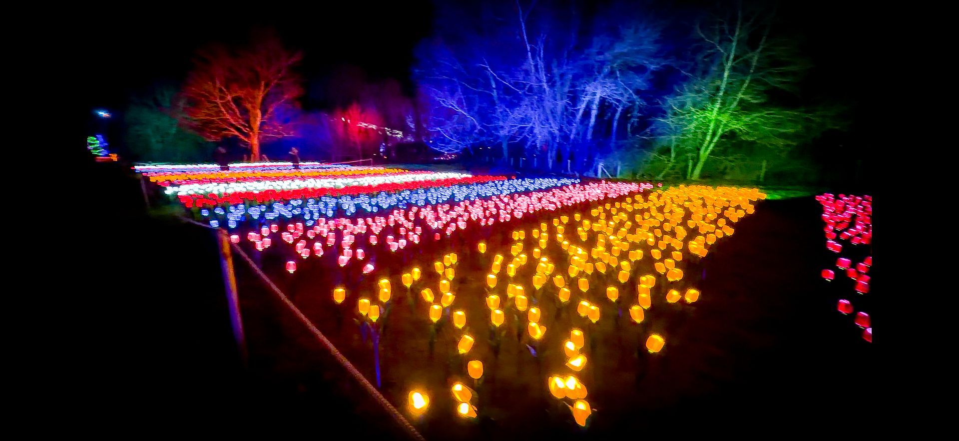 Large groups of illuminated flower lights in outdoor event space.