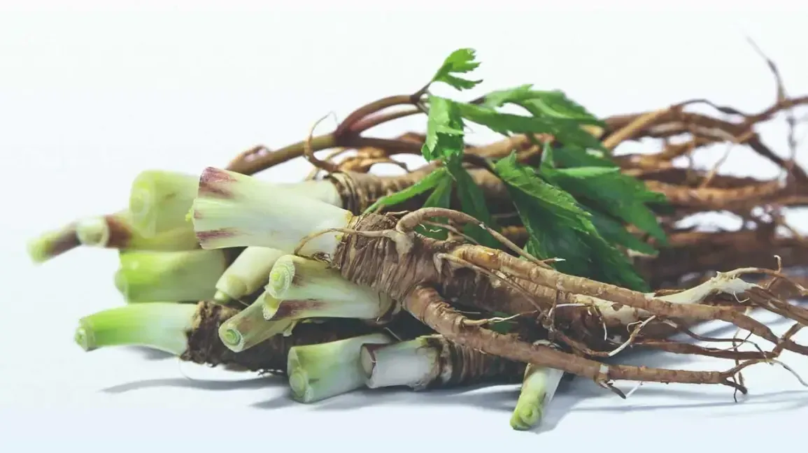 don quai root