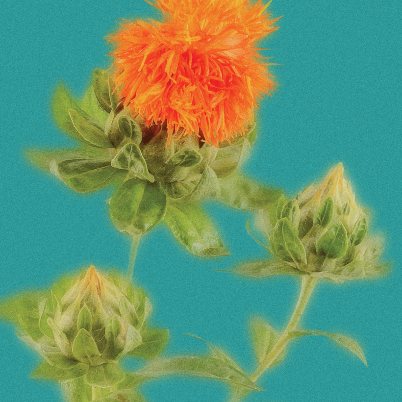 SAFFLOWERS and stagnant blood??