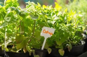 small. catnip plant sign in potted catnip plants
