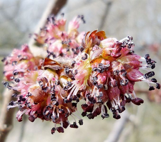 Elm Flower Essence